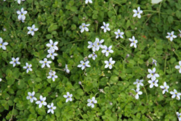 Isotoma fluviatilis bestellen